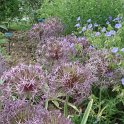Allium christophii